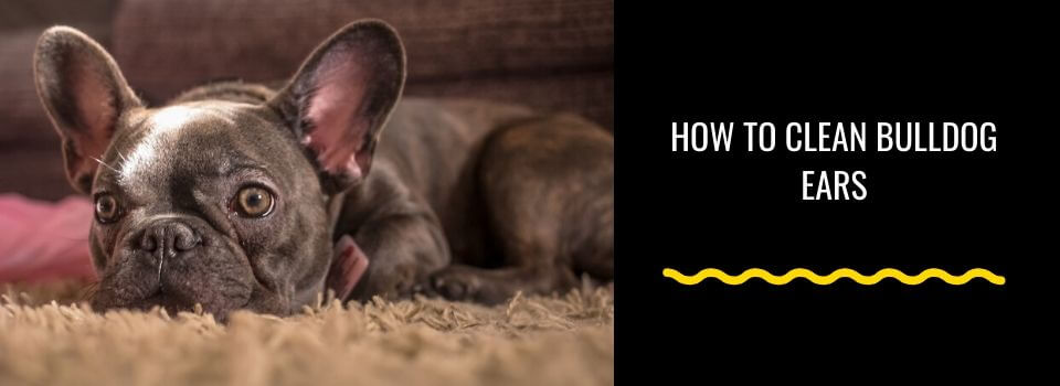 how to clean american bulldog ears