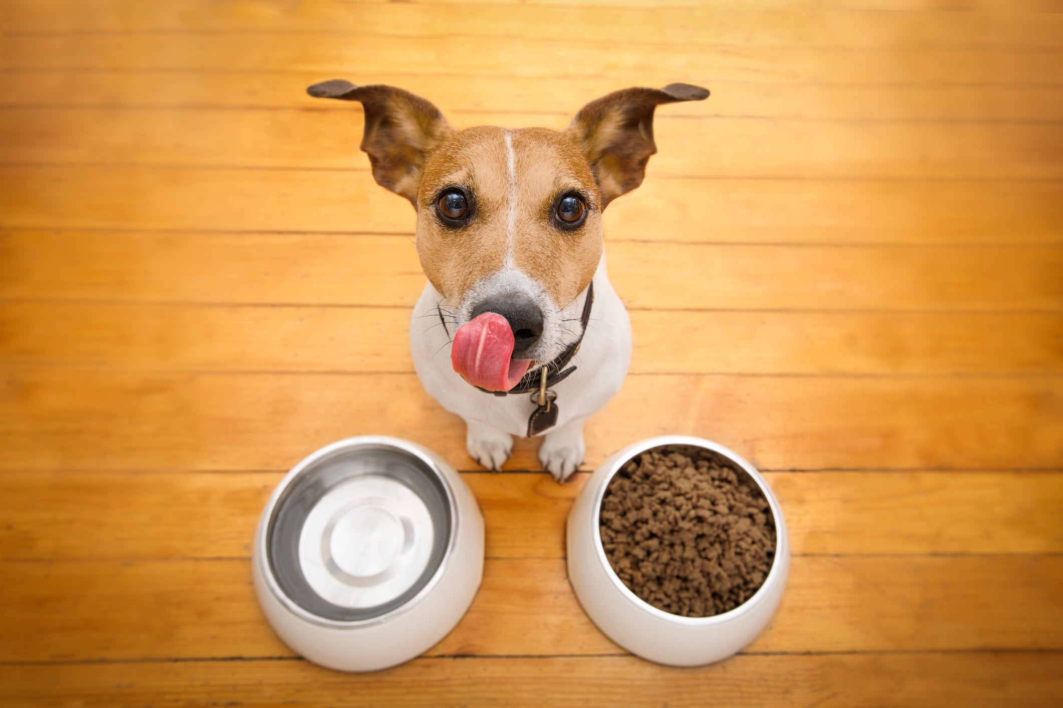 digestive-problems-in-dogs-vet-organics