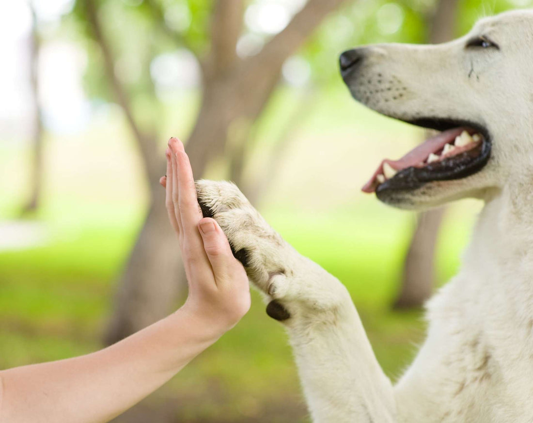 how to make dog paw balm at home