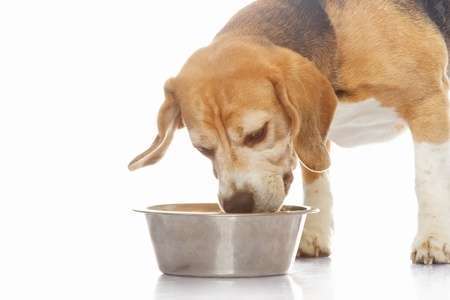 Understanding the Ingredients in Natural Dog Food – Vet Organics