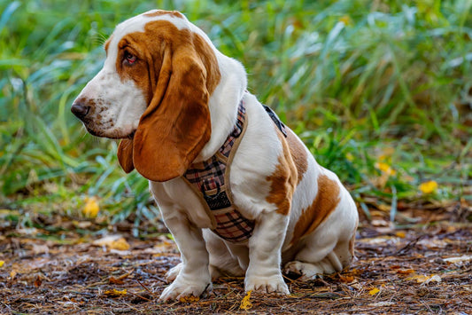 Causes and Preventions of Ear Infection in Basset Hounds