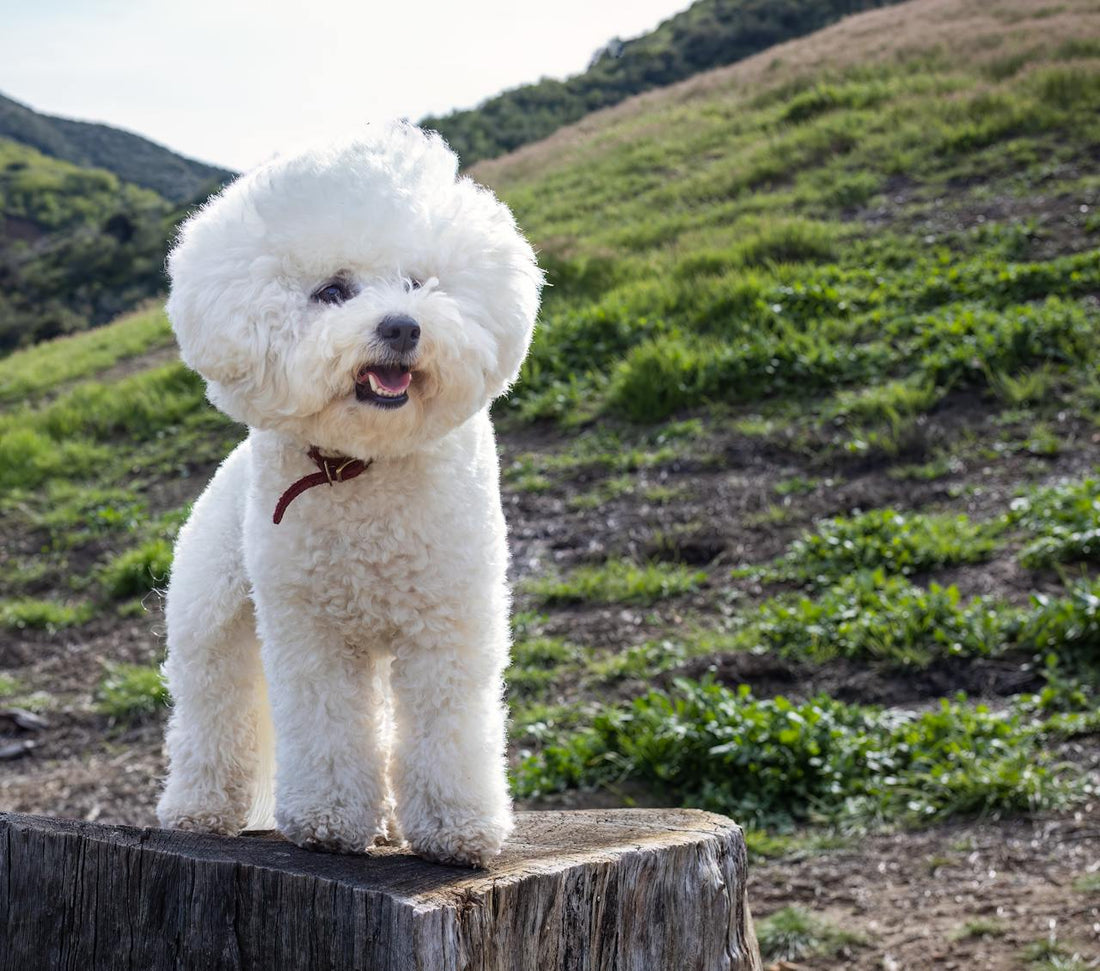 Causes and Preventions of Ear Infection in Bichon Frise Dogs