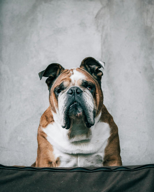 Causes and Preventions of Ear Infection in Bulldogs: A Guide for Pet Owners