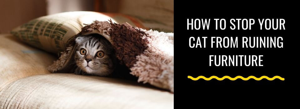 How to Stop Your Cat from Ruining Furniture – Vet Organics