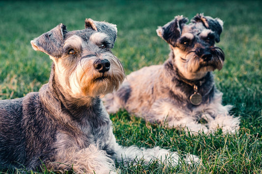 Causes and Preventions of Ear Infection in Schnauzers