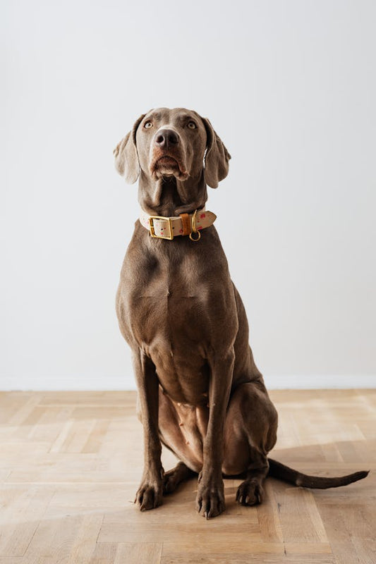 Causes and Preventions of Ear Infection in Weimaraner Dogs