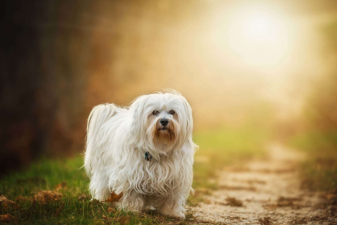 Favorite Tick Hiding Places On Our Dogs