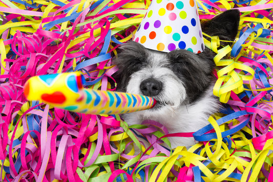 How We Can Help Fido Keep His New Year’s Resolutions | Vet Organics