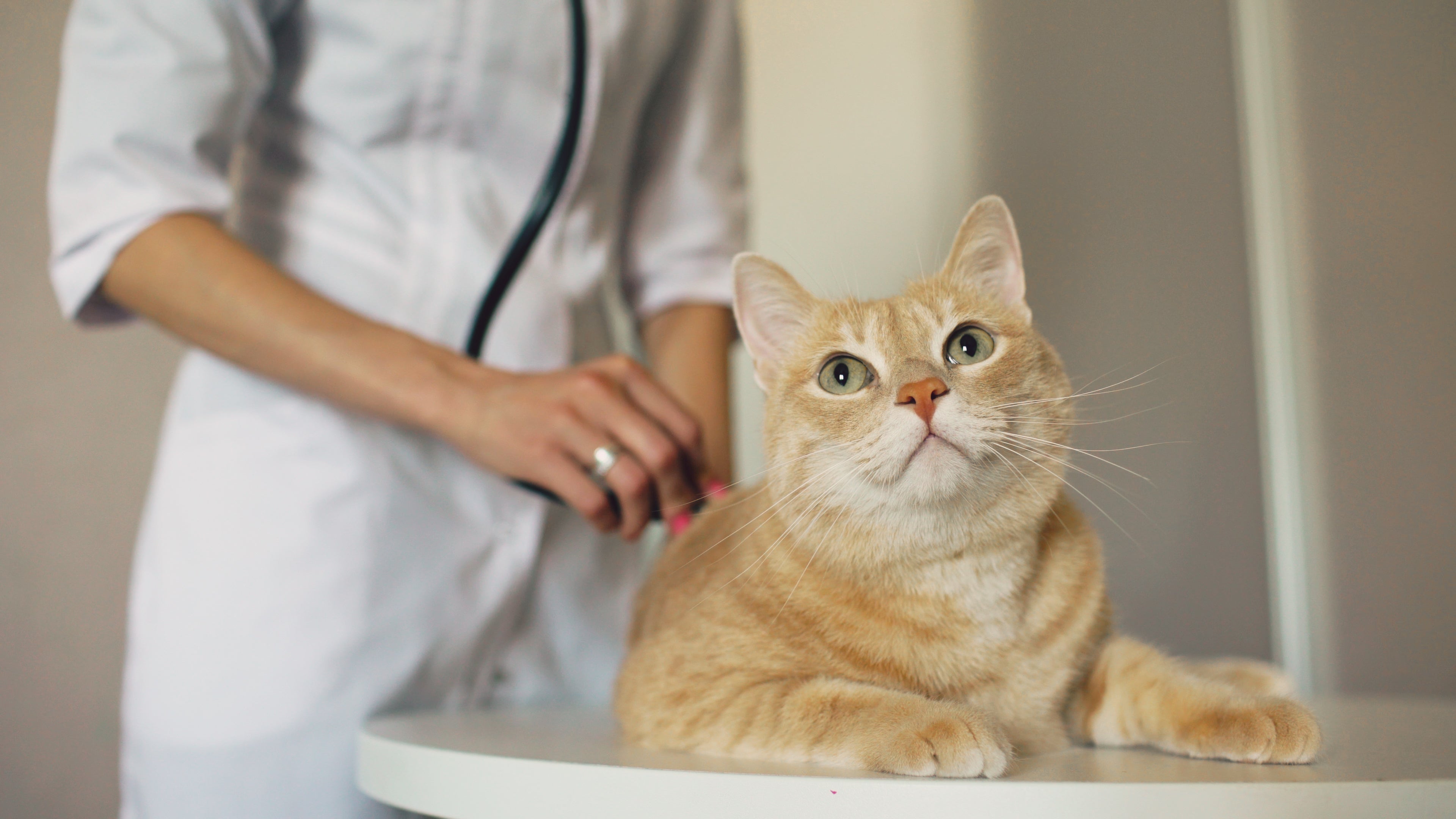 Vet Bills and the Educated Pet Guardian, Part Two | Vet Organics