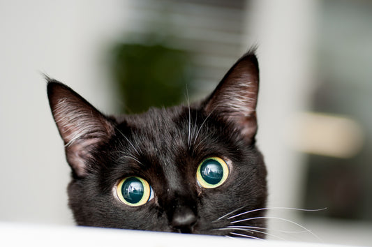 Pets And Their Supernatural Senses, According To Science | Vet Organics