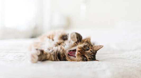 Vocalizing & Cats: How to Listen & Communicate | Vet Organics