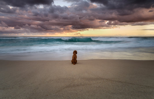 PSA: Hurricane Preparedness Action Guide for Pet Guardians