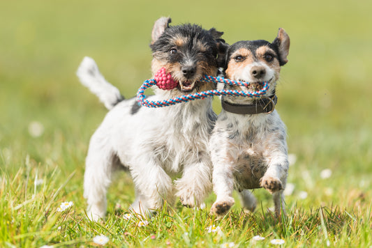 7 Things We Can Do to Help Fido Play Nice | Vet Organics