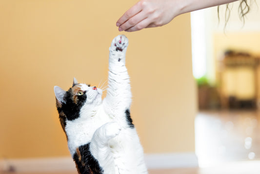 Cat Training - It's Possible With These Three Tips, Part-One Vet Organics