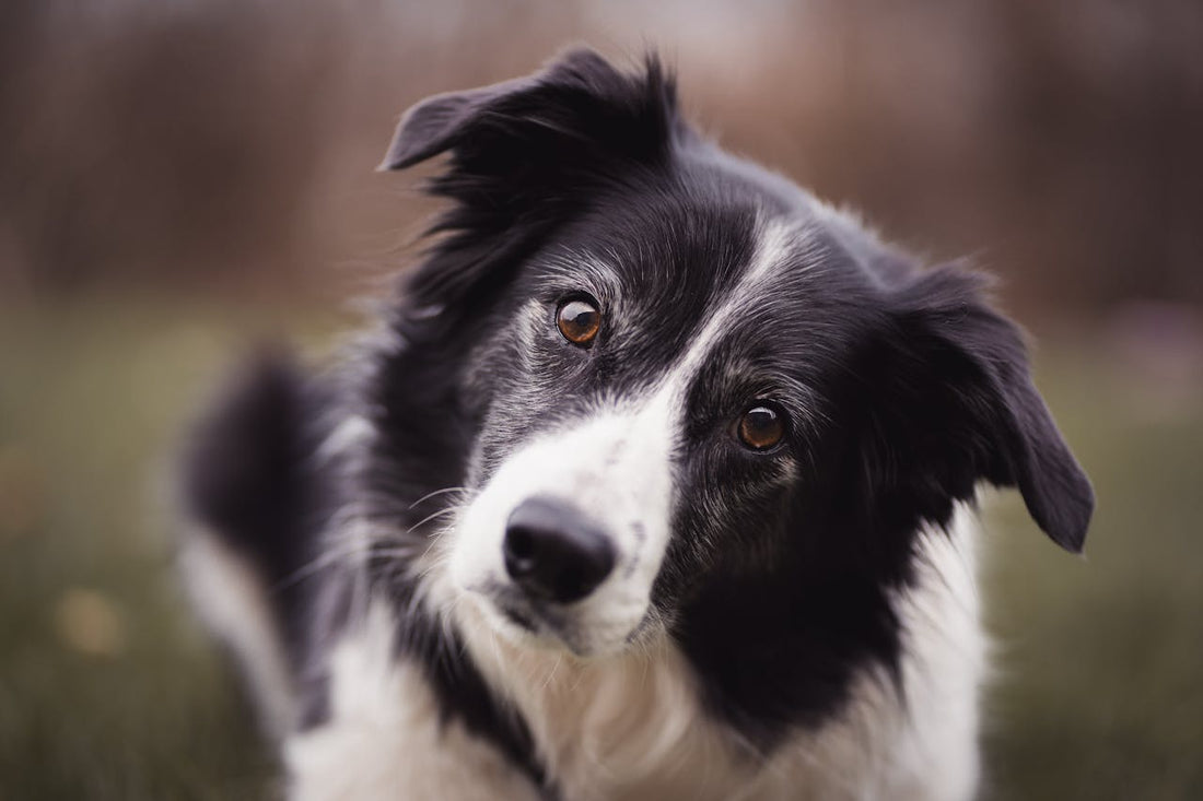 Causes and Preventions of Ear Infections in Border Collies