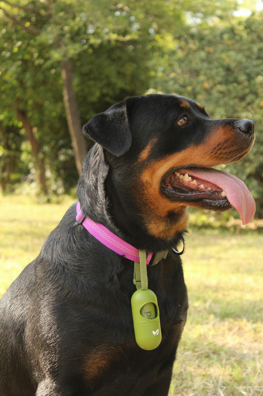 Causes and Preventions of Ear Infection in Rottweilers