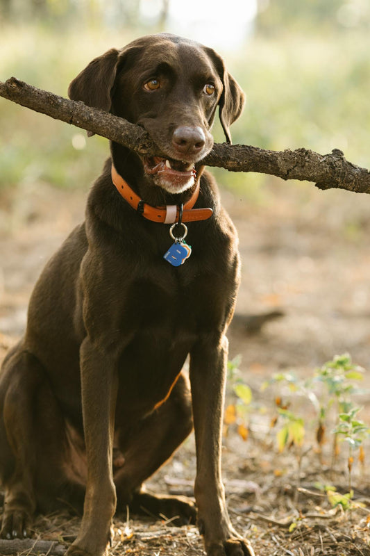 Ear Infection in Labrador Retrievers: What You Need to Know