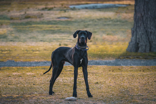 Causes and Preventions of Ear Infections in Great Danes