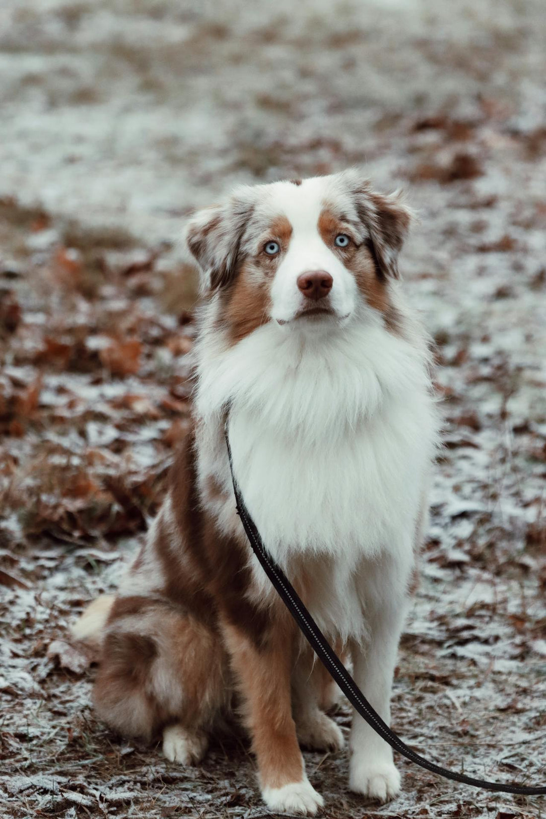 Causes and Preventions of Ear Infections in Australian Shepherds