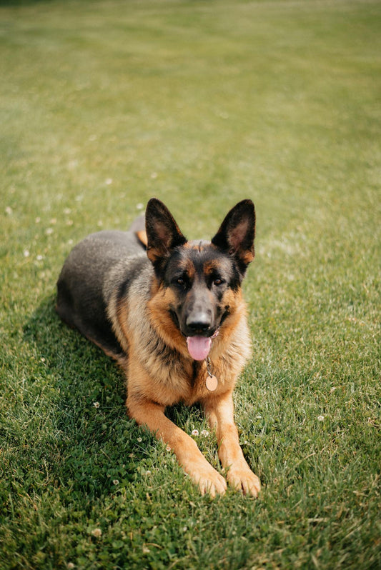 Causes and Preventions of Ear Infection in German Shepherds