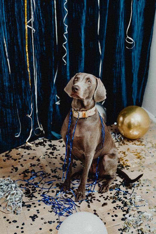 How to Care for Your Pets During New Year’s Eve: A Safe and Stress-Free Celebration