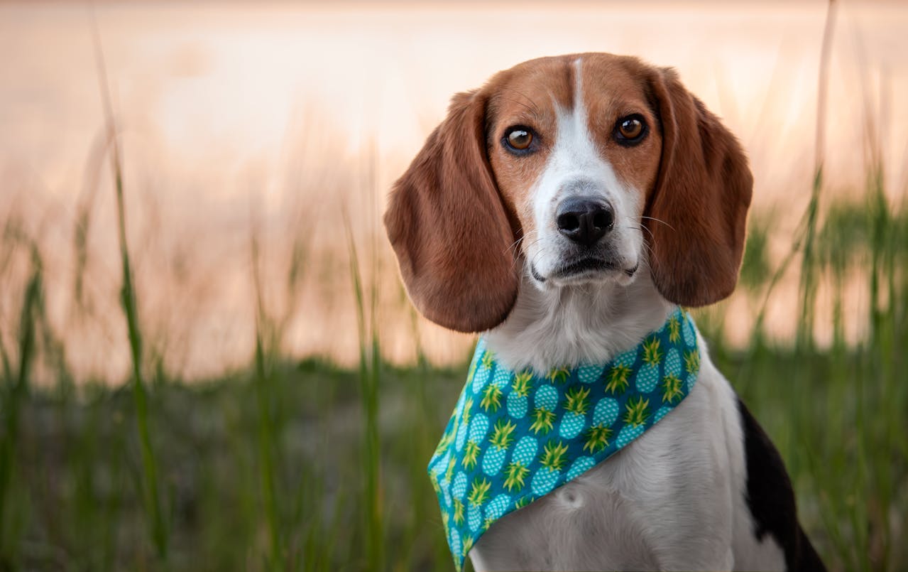 Causes and Preventions of Ear Infections in Beagles – Vet Organics