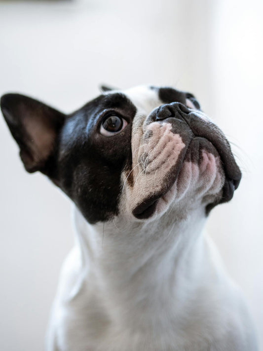 Ear Infection in French Bulldogs: Key Insights for Pet Owners