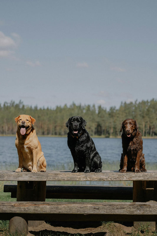 Pets and Excessive Heat: Essential Tips to Keep Your Furry Friends Safe