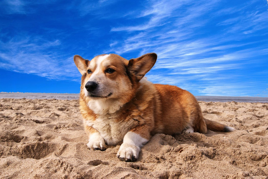 Sun, Sand, & Paws: Ultimate Summer Beach Guide for Dogs