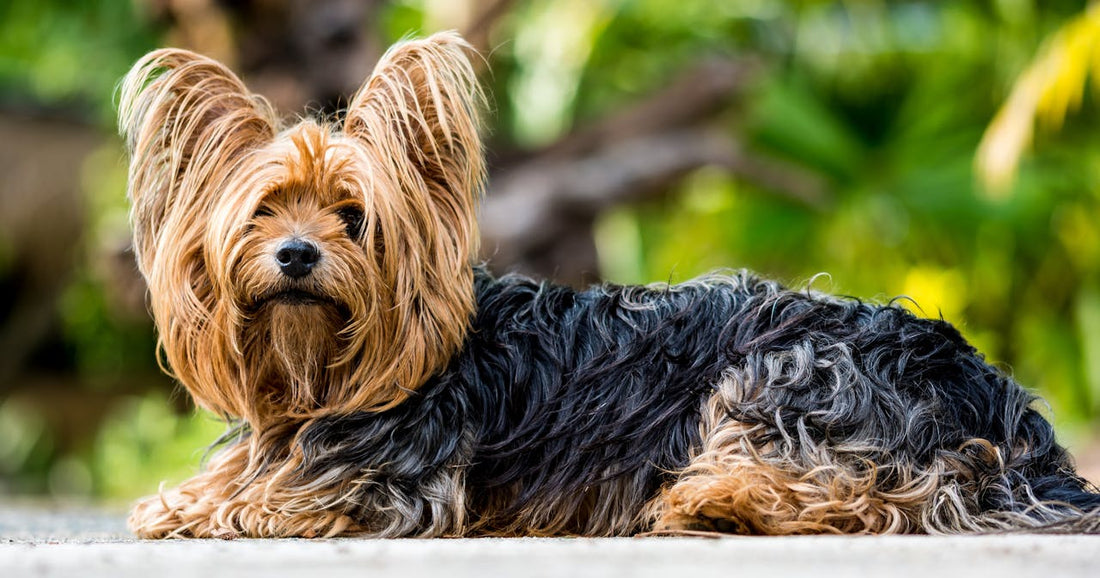 Causes and Preventions of Ear Infection in Yorkshire Terriers