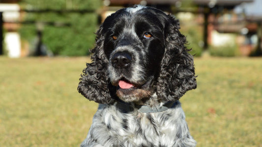 Symptoms, Causes, and Preventions of Ear Infections in Cocker Spaniels