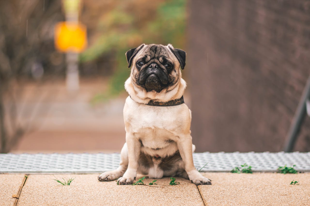 Causes and Preventions of Ear Infections in Pugs – Vet Organics